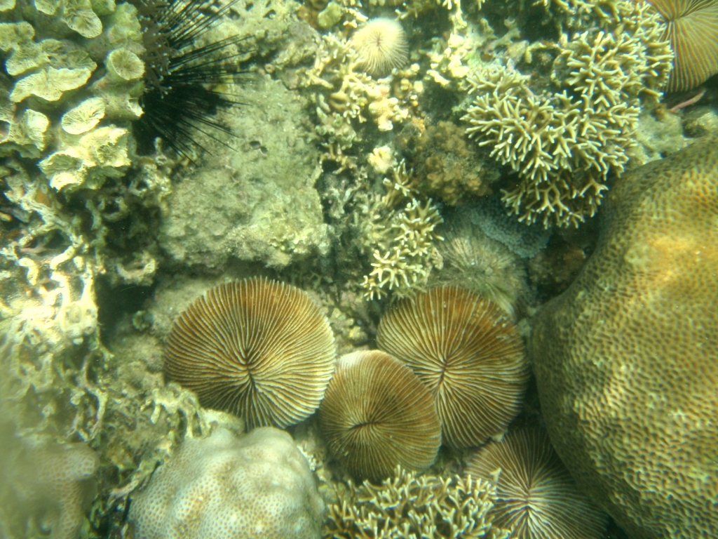 coral-garden6-batangas1.jpg